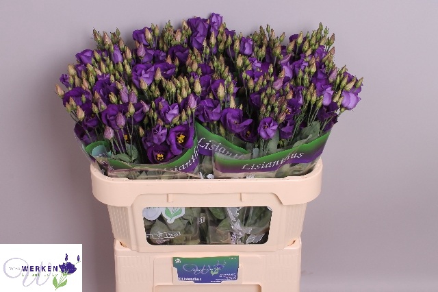 EUS E PICCO VIOLET