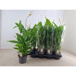 Spath Strauss 6+