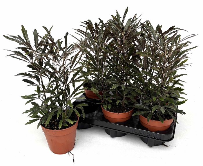 <h4>DIZ EL CASTOR</h4>