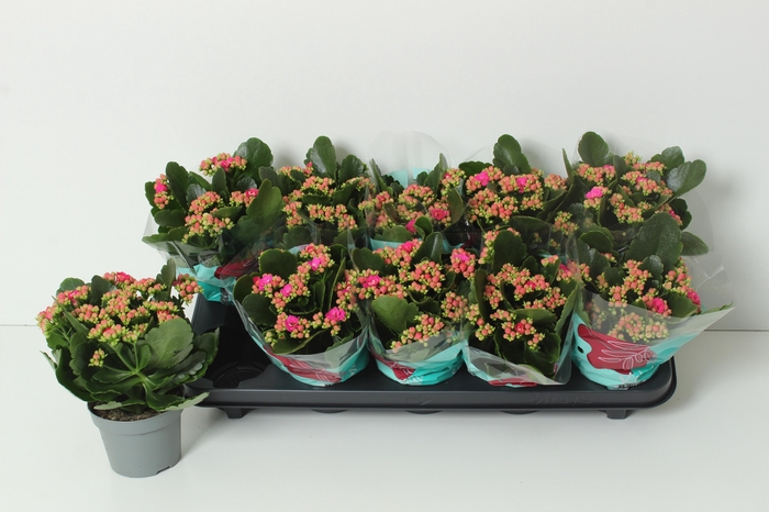 <h4>KAL GE PERFECTA PURP</h4>