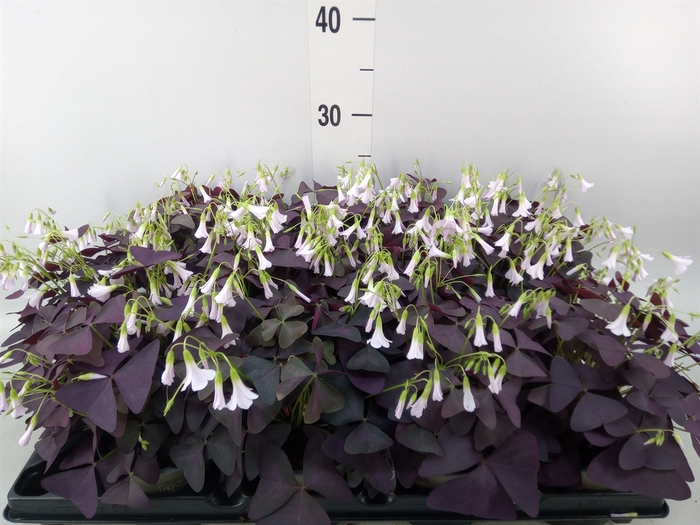 <h4>Oxalis   ...</h4>