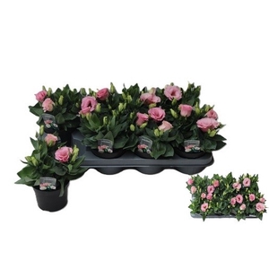 EUST JULIETTA PINK