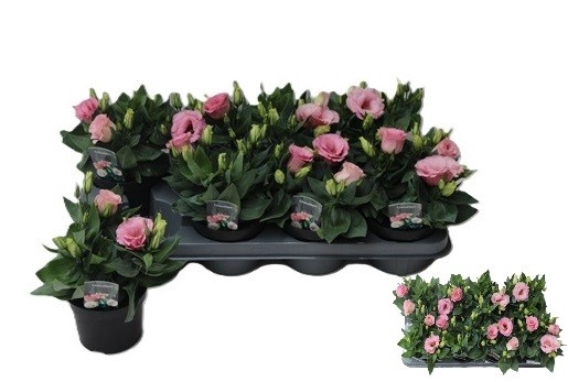 <h4>EUST JULIETTA PINK</h4>