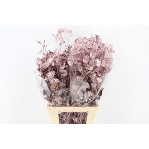 DF Lunaria Bs Metalic Pink