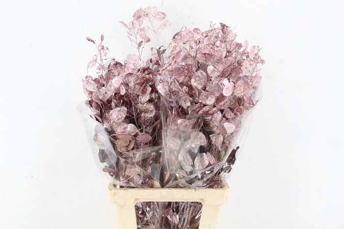 <h4>DF Lunaria Bs Metalic Pink</h4>