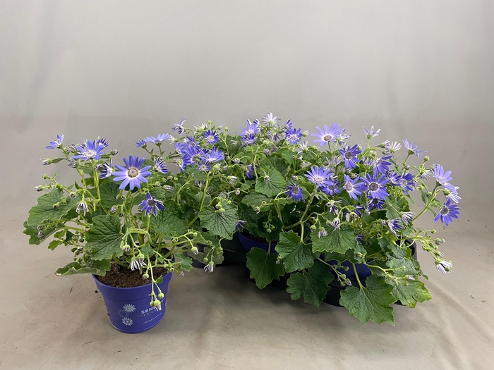 <h4>PERI C SEN LAVENDER</h4>