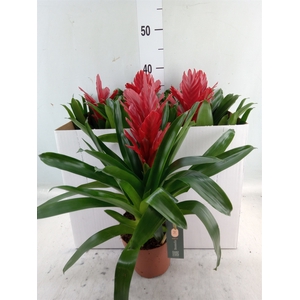 Vriesea  'Intenso Red'