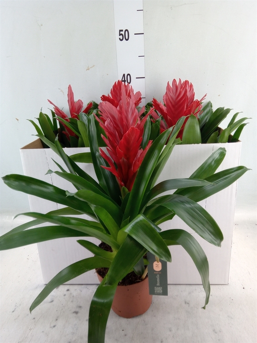 <h4>Vriesea  'Intenso Red'</h4>