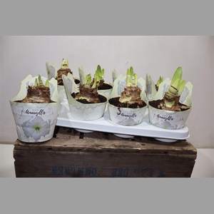 Hippeas Ov Wit Potcover