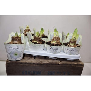 arr8 Hippeas Ov Wit In Potcover