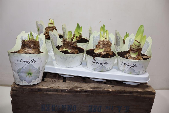 <h4>arr8 Hippeas Ov Wit Potcover</h4>