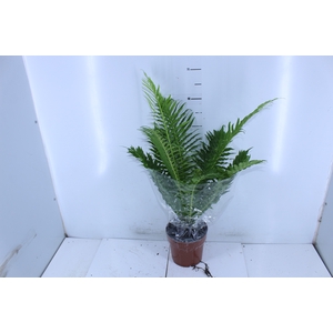 BLECHNUM GIBBUM SILVER LADY P17