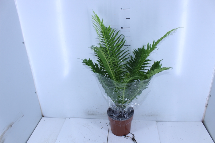 BLECHNUM GIBBUM SILVER LADY P17