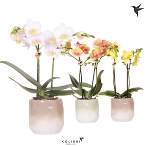 Kolibri Orchids Phalaenopsis mix 2 spike in Gradience pot sand