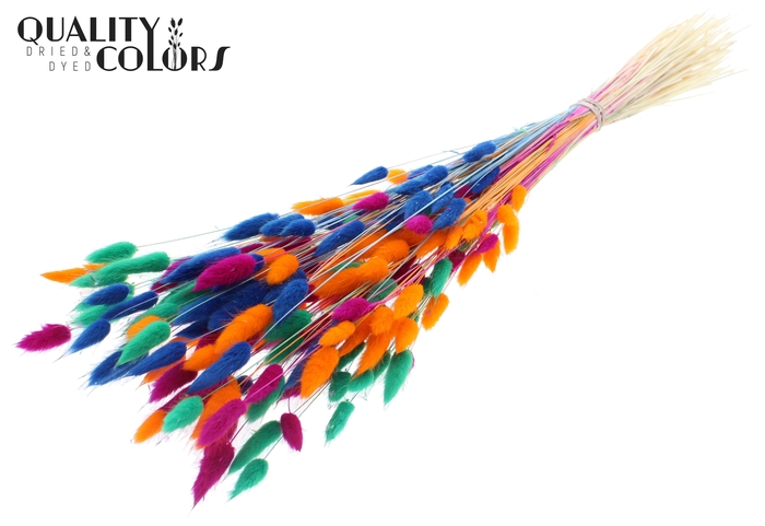 Lagurus Premium per bunch Bleached Neon Dusk