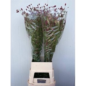 Sanguisorba Arnhem Winsen