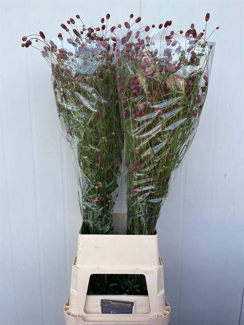 <h4>Sanguisorba Arnhem Winsen</h4>