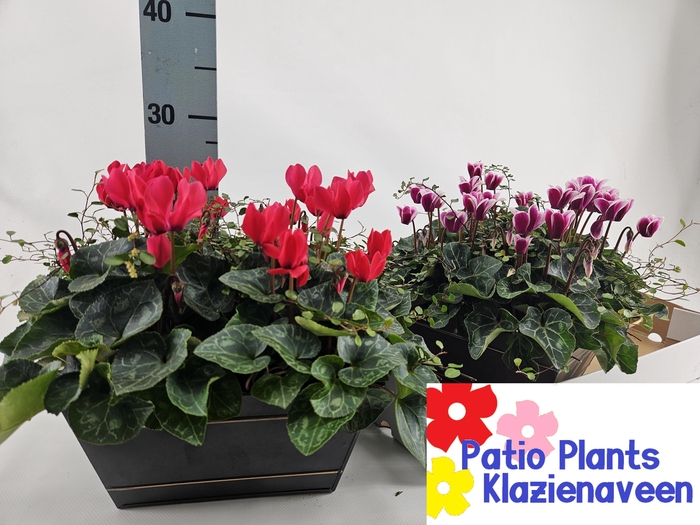 <h4>ARR CYCLAAM</h4>