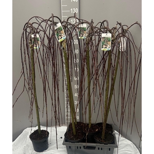 SALIX CAP KILMARNOCK