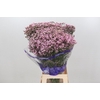 Limonium Pink Diamond