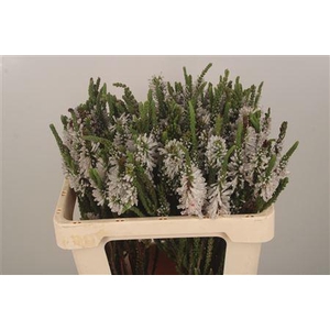 Kaaps Erica Prince Of Wales