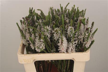 <h4>Kaaps Erica Prince Of Wales</h4>