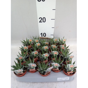 Haworthia fasciata 'Big Band'