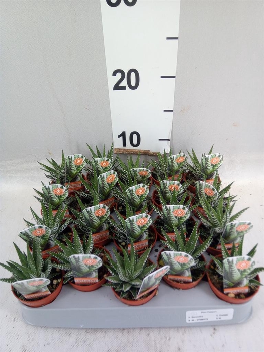 <h4>Haworthia fasciata 'Big Band'</h4>