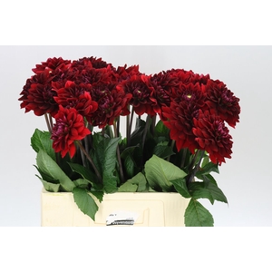 Dahlia Red Runner