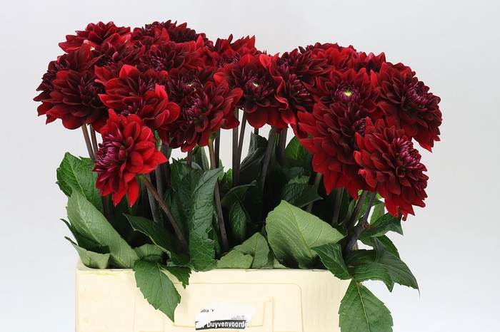 <h4>Dahlia Red Runner</h4>
