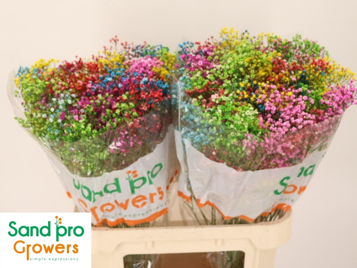 <h4>GYPS KLB H%</h4>