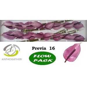 Anthurium andr. 'Previa'
