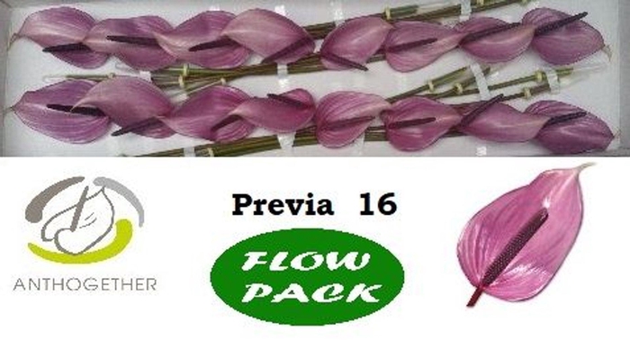 <h4>Anthurium andr. 'Previa'</h4>