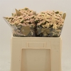 Limonium sinuatum 'Apricot Sun Bir'