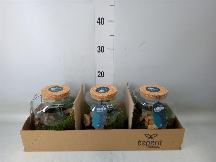 <h4>Arr. Planten H%</h4>