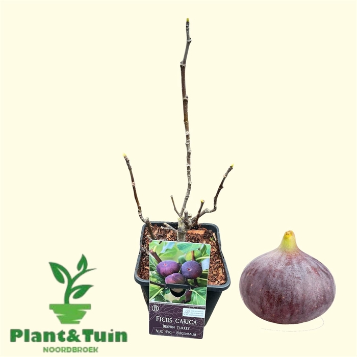 <h4>FICUS CAR BROWN TURK</h4>