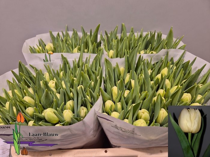 <h4>TU DU VERONA</h4>