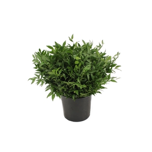 Ruscus Kort 500 Gr