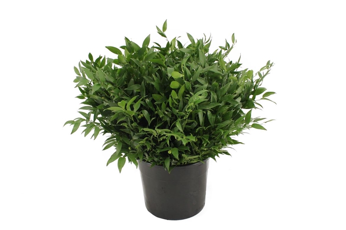 <h4>Ruscus Kort 500 Gr</h4>