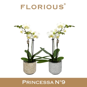 No9 Phalanopsis 2 Tak Wit Zilver&Gold