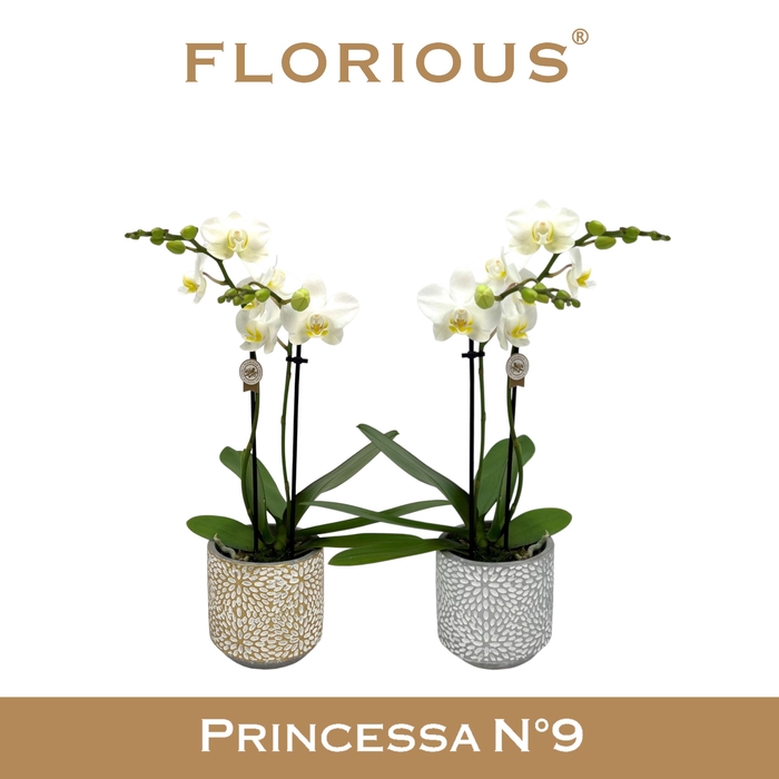 <h4>No9 Phalanopsis 2 Tak Wit Zilver&Gold</h4>