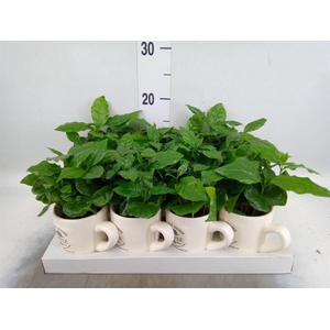 Coffea arabica