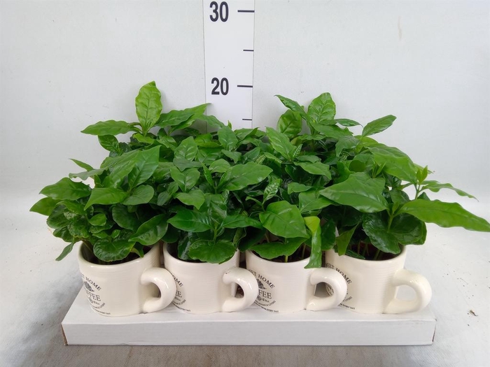 <h4>Coffea arabica</h4>