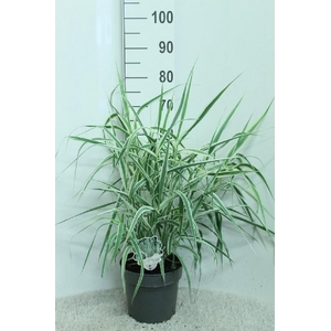 Arundo Donax Variegata