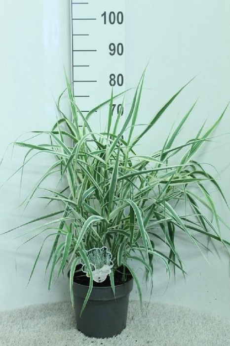 <h4>Arundo Donax Variegata</h4>