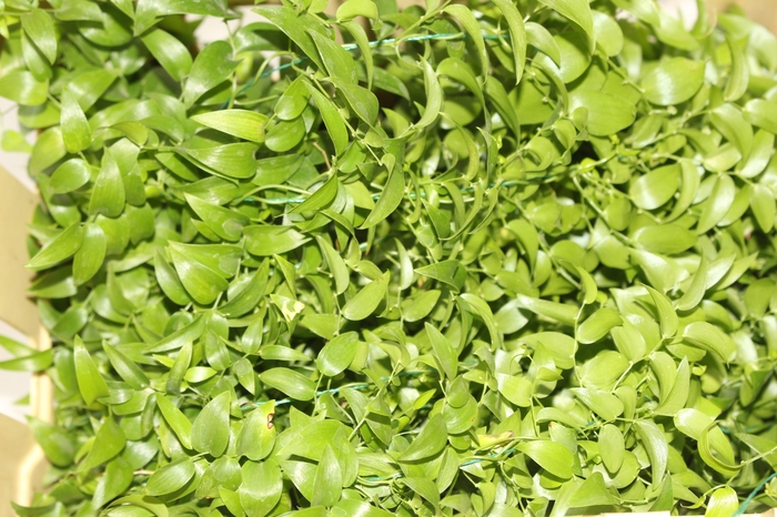 <h4>FOLHAGEM ASPARGO SMILAX</h4>