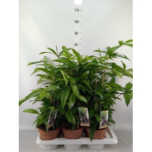 Dracaena surculosa