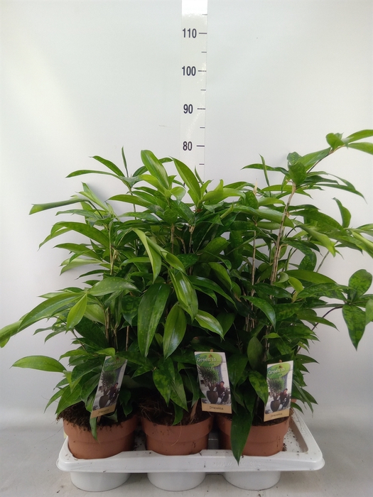 <h4>Dracaena surculosa</h4>