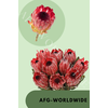 Protea Sharon