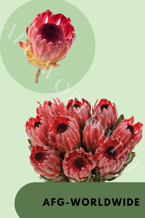 Protea Sharon